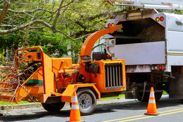 The Steps Involved in Our Tree Care Process in Andale, KS